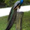 Paon bleu et paon blanc adulte plumage spectaculaire jardin thumb 1