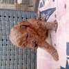 Caniche thumb 2