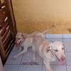 Labrador pure race thumb 3
