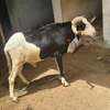 Mouton tabaski thumb 1
