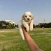 Bichon maltais thumb 6