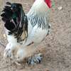 Coq Brahma blanc plumes aux pattes grande taille thumb 0