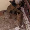 Berger malinois thumb 2