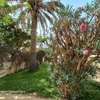 DAKAR ALMADIES : Terrain à vendre 980 m2 – TF thumb 4