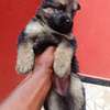 Berger Allemand thumb 2