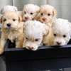 Bichon maltais thumb 3