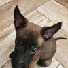 À vendre – Chiots Bergers Belges Malinois pure race 🐾 thumb 4