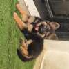 Berger Allemand poil long thumb 3
