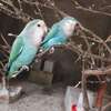 Oiseaux exotiques à vendre thumb 0