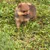 Pomeranien thumb 3