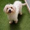 Bichon adulte thumb 0