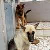Chiot berger allemand thumb 5