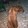 Chiot Rhodesian Ridgeback X malinois thumb 4