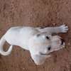 Labrador thumb 1