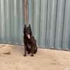 Chiots malinois pure race thumb 1