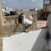 COQS ET POULES DE RACE (Bramane, Hermine) thumb 6