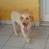 Labrador pure race thumb 1