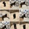 Malinois chiot énergique familial thumb 1