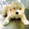 bichon maltais croisé havanais thumb 0