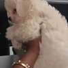 Chiot Bichon disponible thumb 2