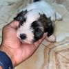 Bichon malté thumb 2