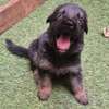 Chiot berger allemand pur thumb 0
