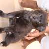 Chiots Chiwawa disponibles thumb 2
