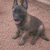 Berger malinois thumb 1