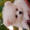 Pomeranien thumb 12
