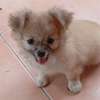 Chiots Chihuahua jeunes variés affectueux loyaux thumb 12