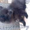 Pomeranien thumb 4
