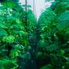 Serre agricole thumb 5