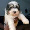 2 Chiots Bichon Maltais affectueux et joueurs thumb 7