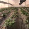 Serre agricole thumb 6