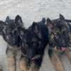 Berger Allemand chiot noir et feu thumb 0