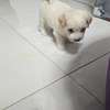 À VENDRE – PETIT BICHON MALTAIS FEMELLE thumb 1