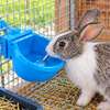 Abreuvoir automatique lapin thumb 0