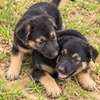 Chiots Berger Allemand vaccinés avec carnet thumb 1