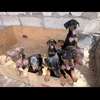 Chiots doberman thumb 5
