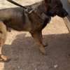 CHIENS DE TRAVAIL – MALINOIS & BERGER ALLEMAND thumb 1