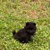 Pomeranien thumb 8