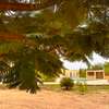 Maison et verger sur Nguekokh thumb 3
