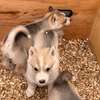 Husky de Siberie thumb 1