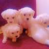 Bichon havanais pur race très blanc thumb 0
