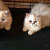CHATONS PERSANS CHINCHILLAS PURS thumb 4