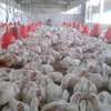Poussins vigoureux vaccinés lot élevé croissance rapide thumb 0