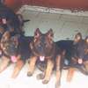 Chiots bergers allemands à vendre thumb 3