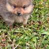 Pomeranien thumb 4