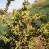Champ Agricole à vendre à Keur Magueye Ndao thumb 7