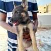 Chiot berger allemand a vendre thumb 0